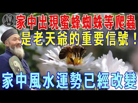 家裡有蜂窩代表|家裡有蜂窩風水不可不看攻略! 獨家資料! (2024年更新)